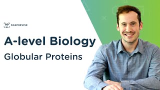 Globular Proteins  Alevel Biology  OCR AQA Edexcel [upl. by Yuille]