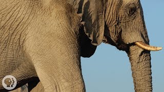 How Elephants ListenWith Their Feet  Deep Look [upl. by Elsie761]