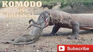 Komodo Dragon Cruelly Swallowed Monkey Alive [upl. by Hidie930]