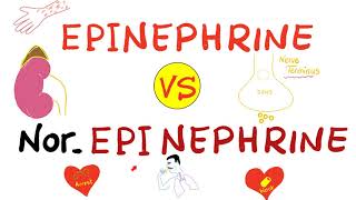 Epinephrine vs NorEpinephrine [upl. by Tomkins]