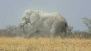 Huge bull elephant in Etosha National Park [upl. by Novets556]