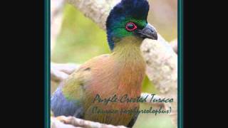 PurpleCrested Turaco [upl. by Ytiak402]