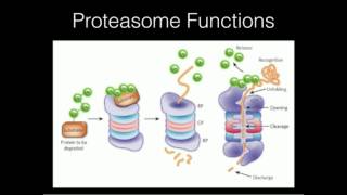 Proteasome Function [upl. by Nadeen]