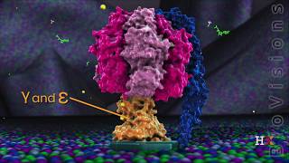 ATP synthase in action [upl. by Kristin]