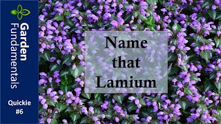 Lamium  It is Important to Use Names Correctly ⏳⌚️⌛️ Garden Quickie 6 [upl. by Pages]