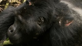 Silverback Chest Beating  Mountain Gorilla  BBC Earth [upl. by Jacqui]