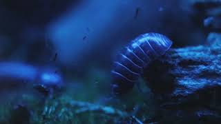 armadillidium vulgare [upl. by Sajet128]