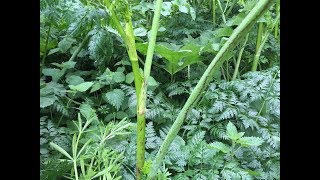 Identifying Hemlock Poison Hemlock Poison Parsley Conium maculatum [upl. by Alliuqet]