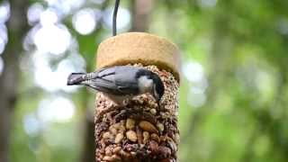 How Cool is That  Nuthatches [upl. by Anirrak]