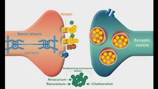 Autonomic Nervous system animation Neuromuscular Junction Blockers [upl. by Balfour]