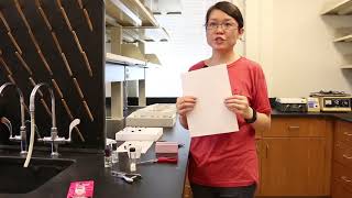 How to Preserve Insect Specimens Pinning Pointing and Storing in Alcohol Liu Yang [upl. by Schell579]