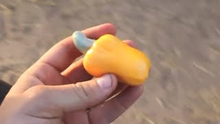 How do Cashews Grow  Smarter Every Day 44 [upl. by Yrocej]