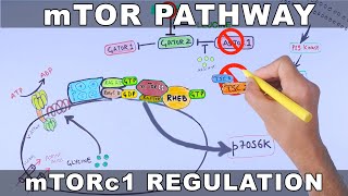 mTOR Pathway and its Regulation [upl. by Itsirhc]