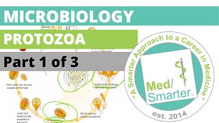 Protozoa  Microbiology  USMLE STEP 1  Part 1 of 3 [upl. by Ybanrab]