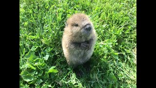 Meet Beatrice the adorable orphan baby beaver rescued in Kentucky [upl. by Aelgna]