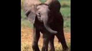 Henry Mancini  Baby Elephant Walk [upl. by Ty387]