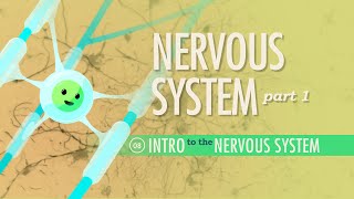 The Nervous System Part 1 Crash Course Anatomy amp Physiology 8 [upl. by Belva]