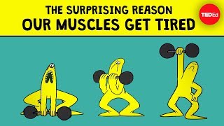 Sore Muscles after Workout  Does Stretching help  Explained by Science 17 studies [upl. by Ylagam]