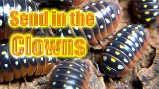 Send in the Clowns Armadillidium klugii a species spotlight [upl. by Alric]