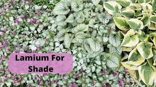 Lamium For Your Shade Garden [upl. by Esbenshade]