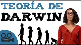 Teoría darwinista  Teoría de DARWIN [upl. by Eisso]