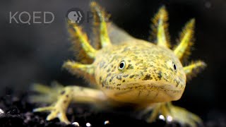 The Axolotl Salamander Doesn’t Wanna Grow Up  Deep Look [upl. by Amalie]