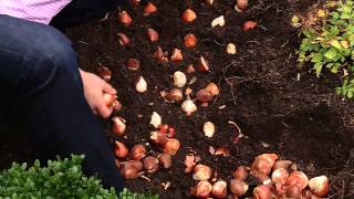 How To Plant 100 Tulips in 30 Minutes [upl. by Anniram291]