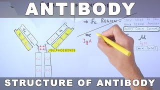 Antibody [upl. by Botnick683]