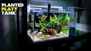 Aquascape Tutorial Planted Platy Aquarium How To Step by Step Fish Tank Guide [upl. by Oicnanev]