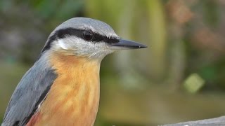 Nuthatch Bird Song and Nature Sounds  Birds Singing  One Hour of Beautiful Nuthatches [upl. by Wash377]