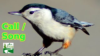 White breasted nuthatch call  song  sound  Bird [upl. by Pansie]