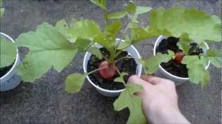 Plant Experiment No1 Gibberellic Acid and Other Chemicals on Plant Growth [upl. by Harbed840]