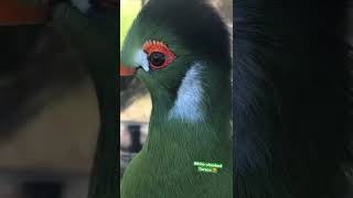 White Cheeked Turaco [upl. by Ko]