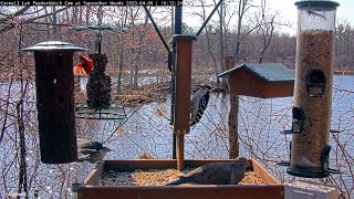 Whitebreasted Nuthatch With Amazing Display At Cornell Feeders – April 6 2020 [upl. by Lrub]