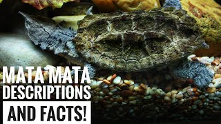 Mata mata Turtle  Description and Facts [upl. by Raddi862]