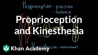 Proprioception and kinesthesia  Processing the Environment  MCAT  Khan Academy [upl. by Rehpotsirk]