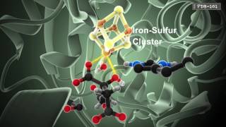 How Enzymes Work from PDB101 [upl. by Saidnac]