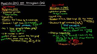 Myoglobin and Hemoglobin Compare and Contrast [upl. by Ehman]